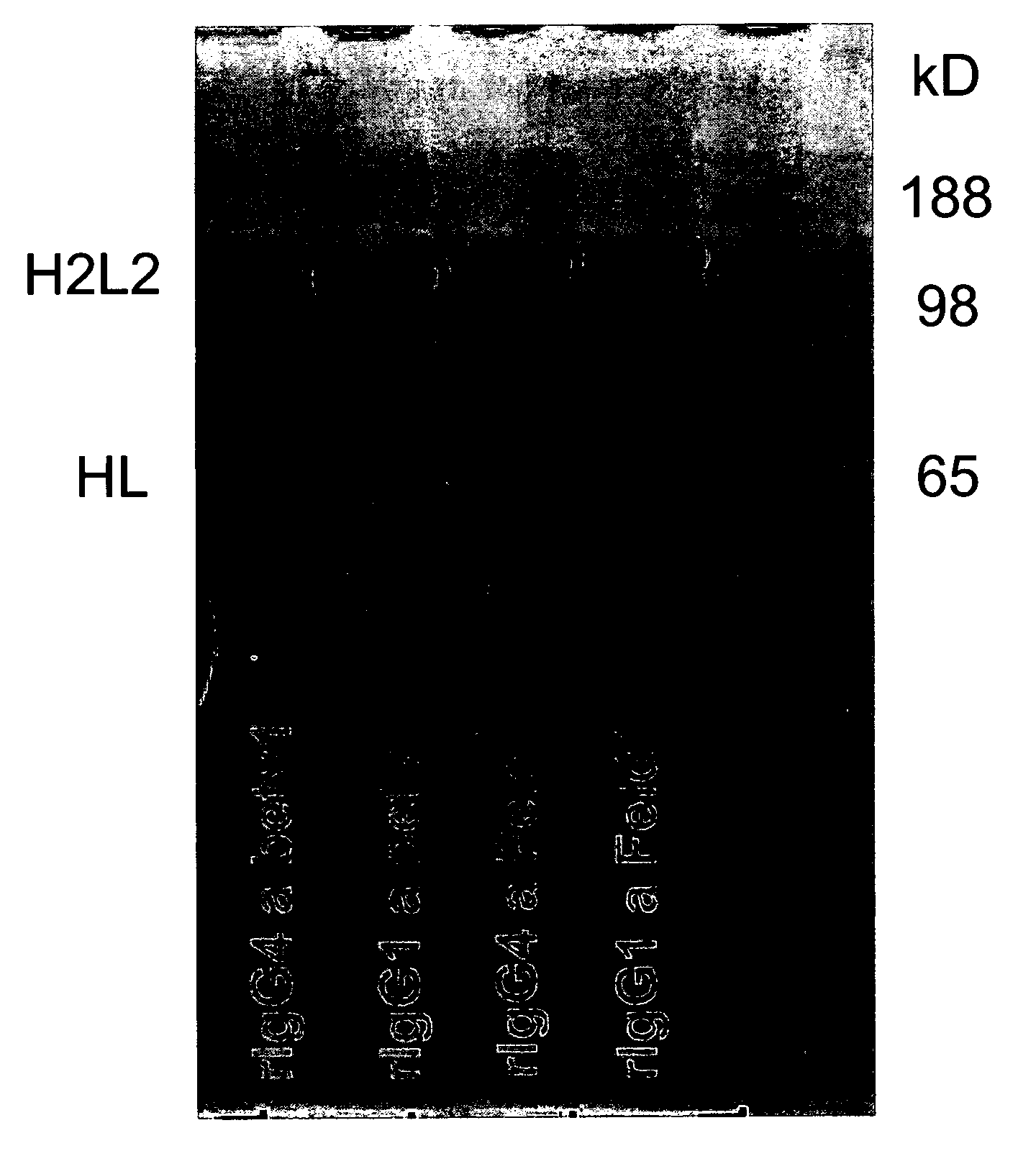 Stable igg4 antibodies