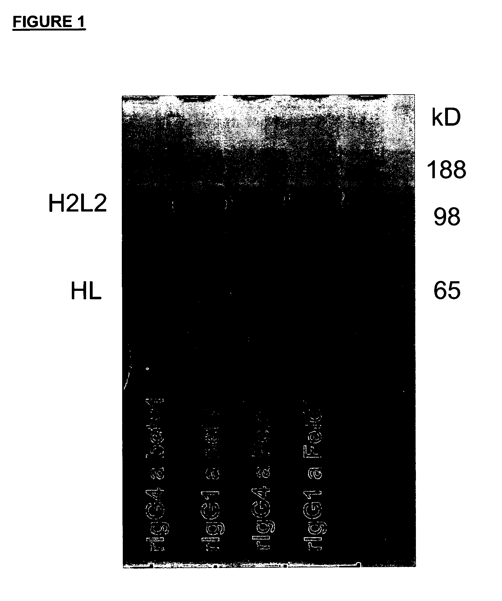 Stable igg4 antibodies