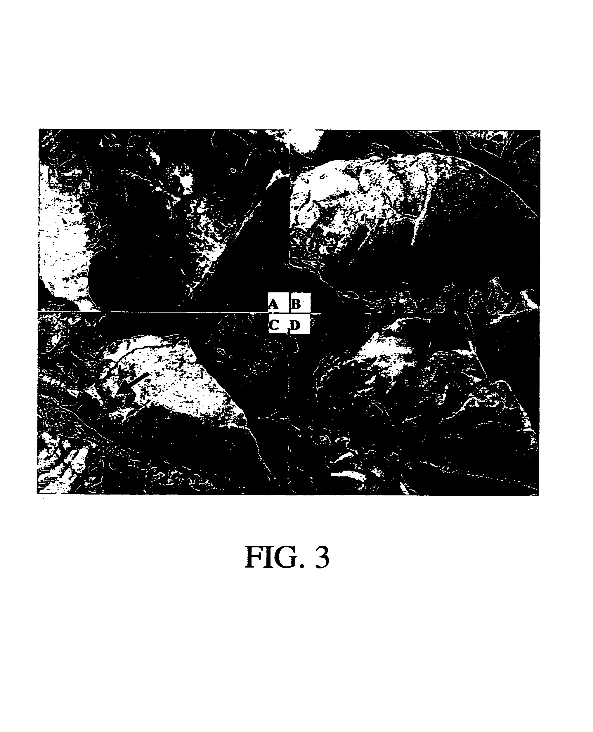 Mycoplasma vaccine, method of making, and application thereof