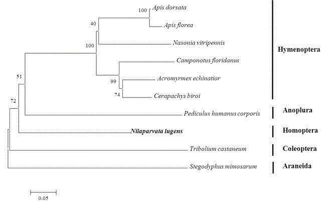 Brown planthopper survival and growth development-associated NlPIK3R1 gene, and coded protein and application thereof