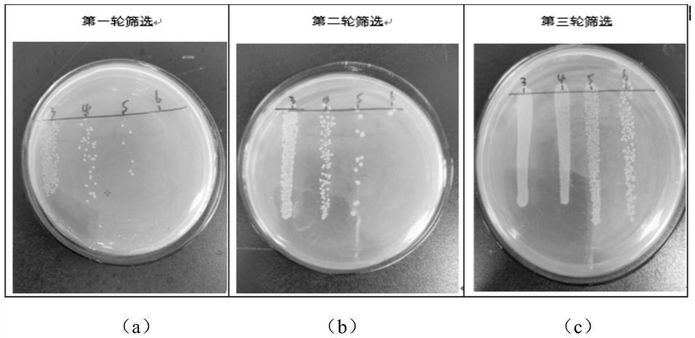 Nano antibody for resisting glycosyl transferase A subunit and application of nano antibody