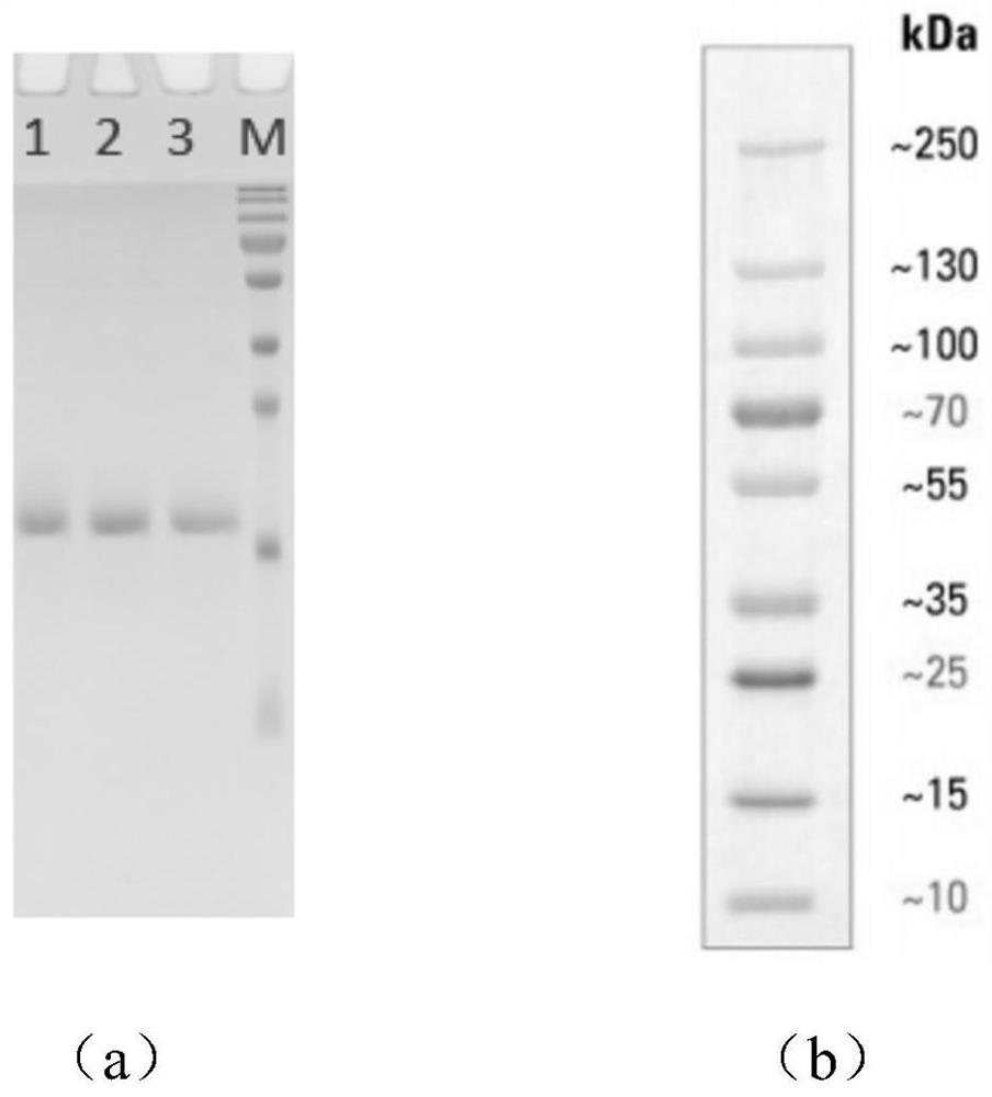 Nano antibody for resisting glycosyl transferase A subunit and application of nano antibody