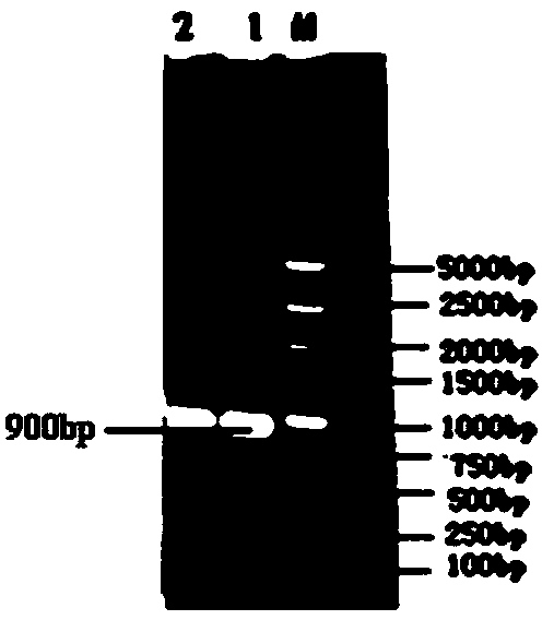 Genetically engineered vaccine of epsilon toxin of clostridium perfringens and application thereof