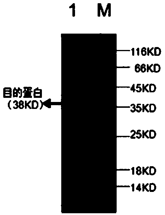 Genetically engineered vaccine of epsilon toxin of clostridium perfringens and application thereof