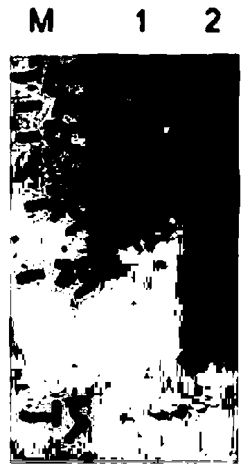 Genetically engineered vaccine of epsilon toxin of clostridium perfringens and application thereof