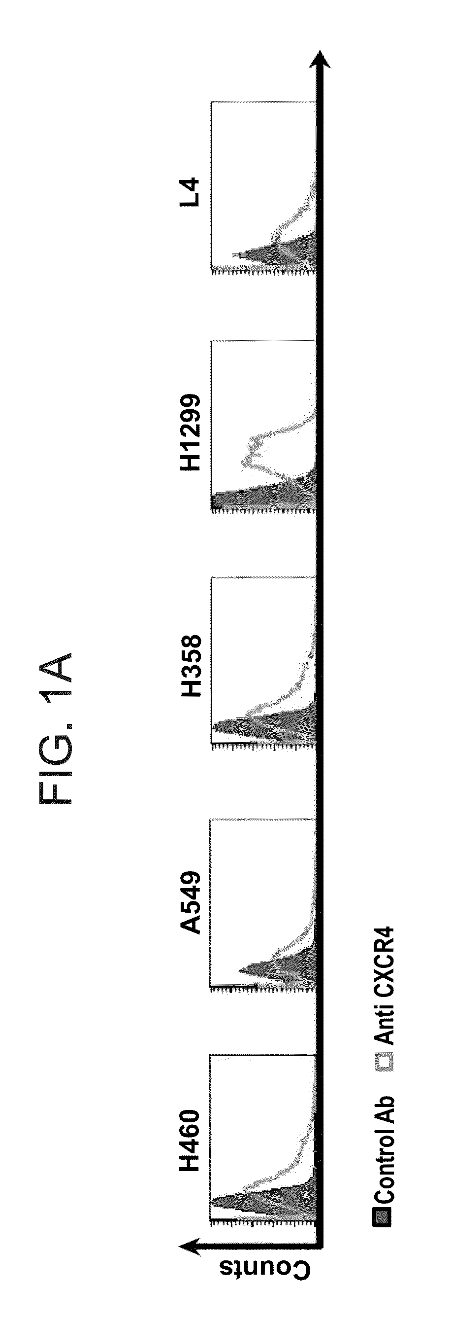 Peptides and use thereof in the treatment of large cell lung cancer