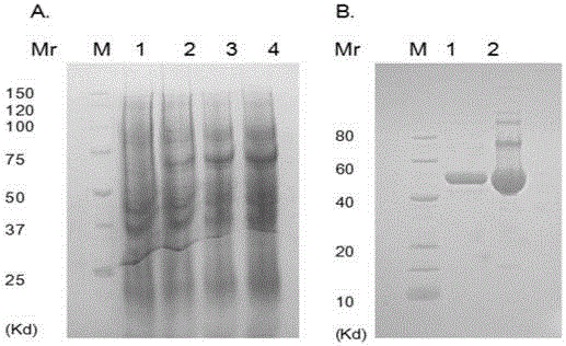 Streptomyces griseorubens beta-1, 4-glucosidase and coding gene and application thereof