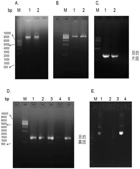 Streptomyces griseorubens beta-1, 4-glucosidase and coding gene and application thereof