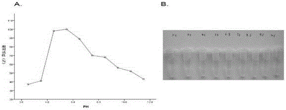 Streptomyces griseorubens beta-1, 4-glucosidase and coding gene and application thereof