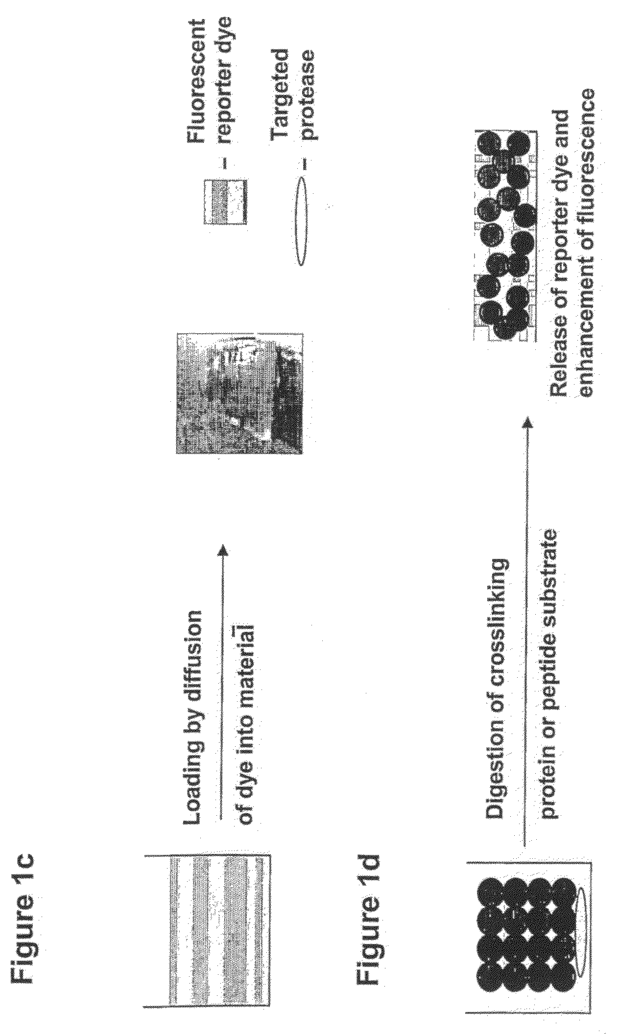 Method of Enhancing a Fluorescent Signal