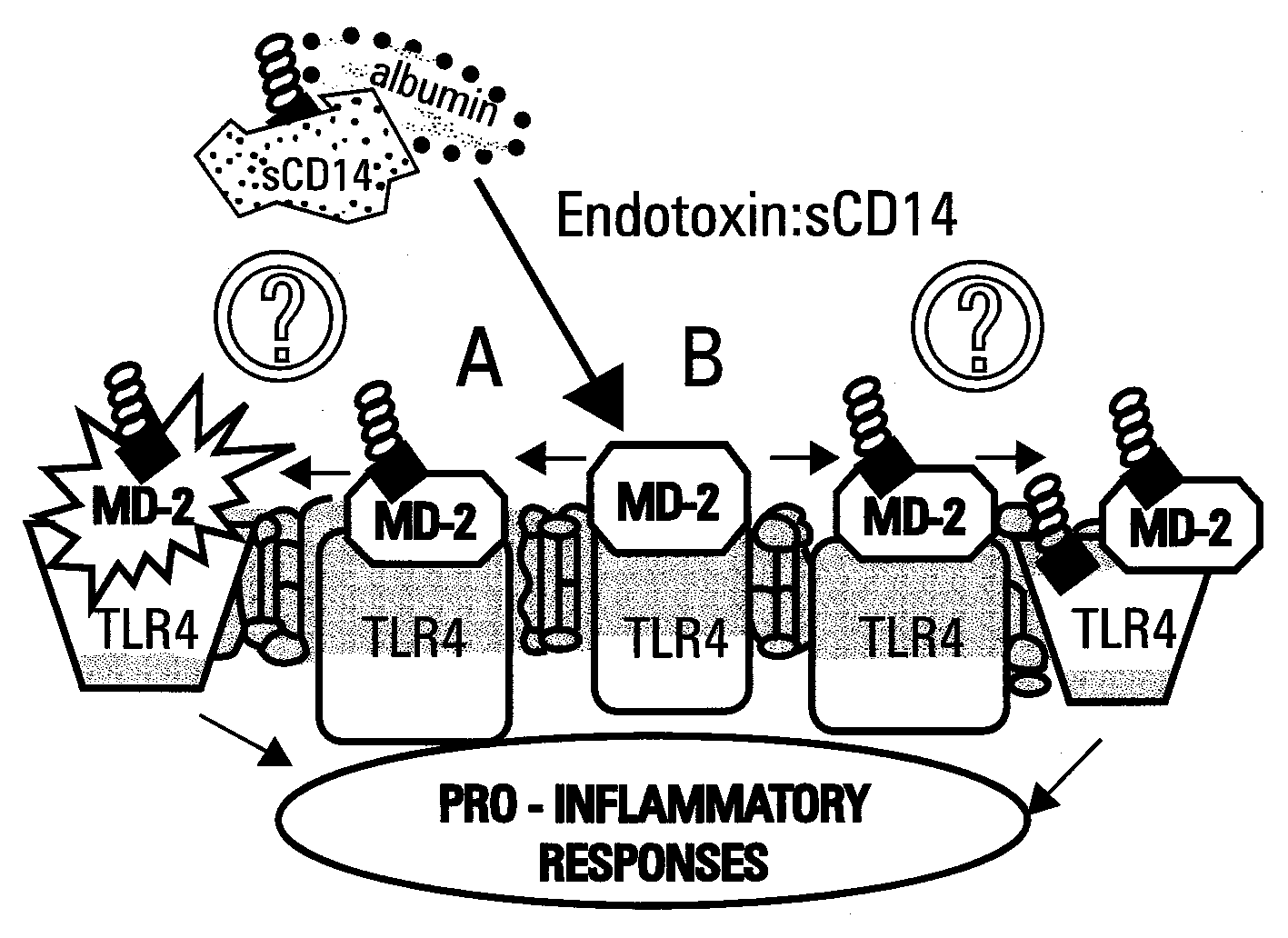 Isolated complexes of covalently cross-linked endotoxin and modified md-2