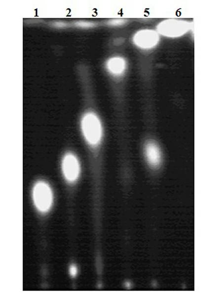 A method for detecting amino acid decarboxylase activity of spoilage bacteria in food