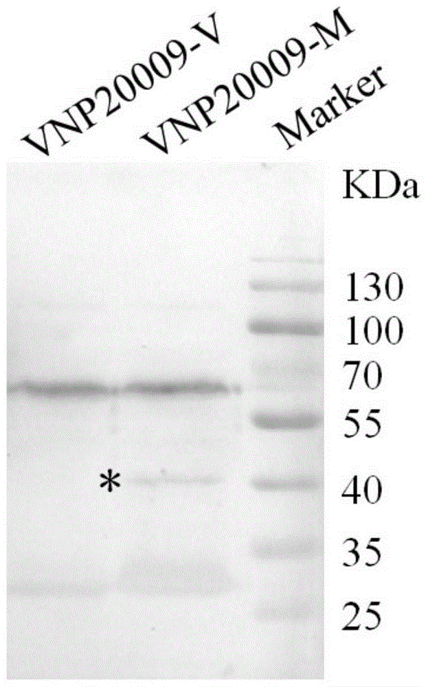 Application of genetically engineered bacterium VNP-20009-M in preparation of medicines for preventing and treating cancer metastasis