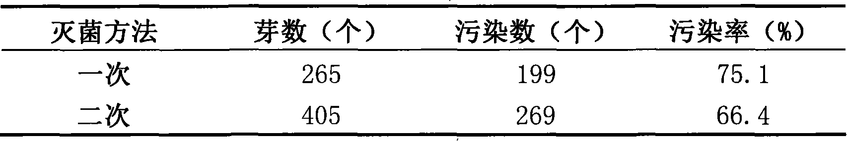 High-quality corm of colorful calla and method for cultivating same