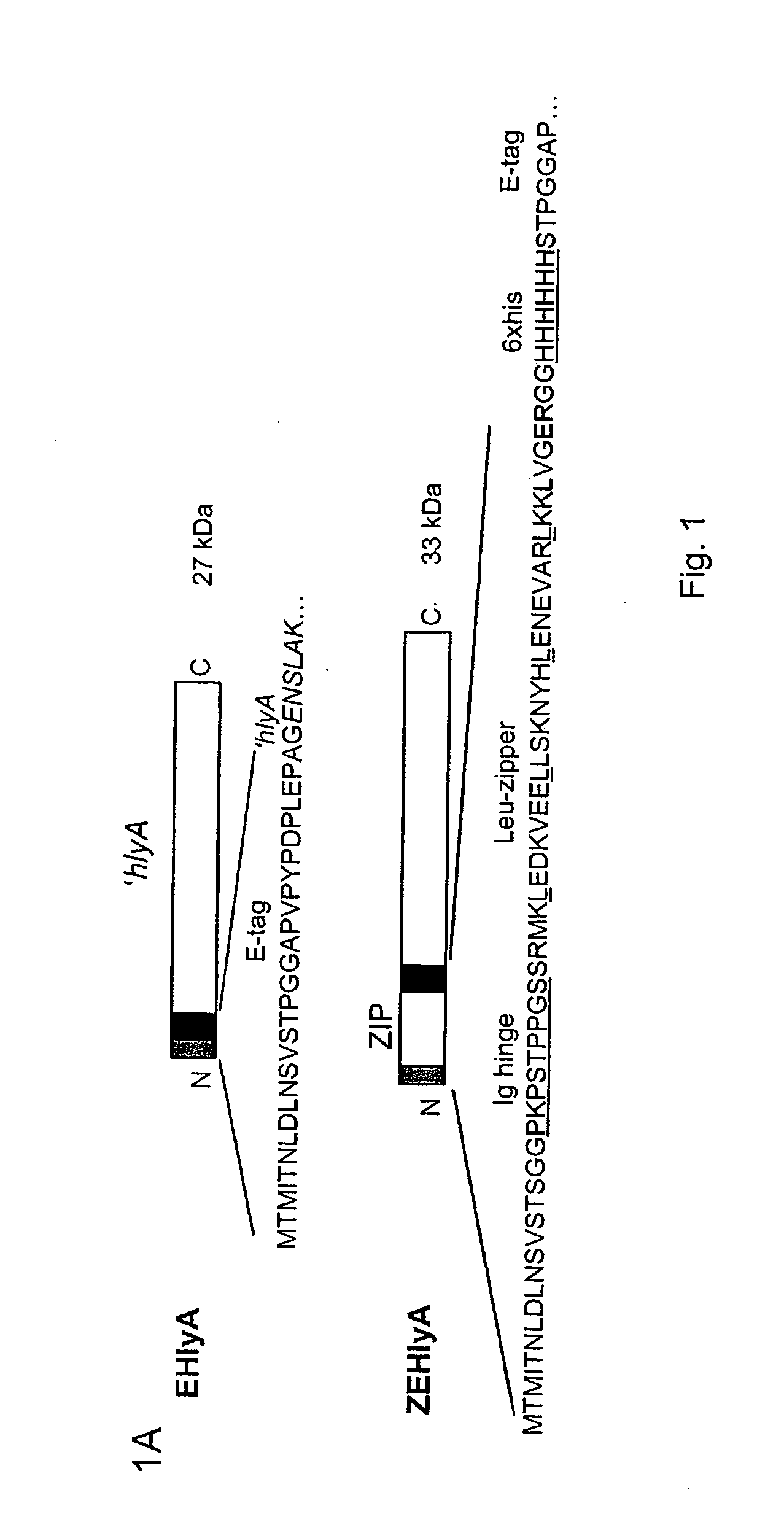 System For the Production of Dimeric Proteins Based on the Transport System of Hemolysin of Escherichia Coli