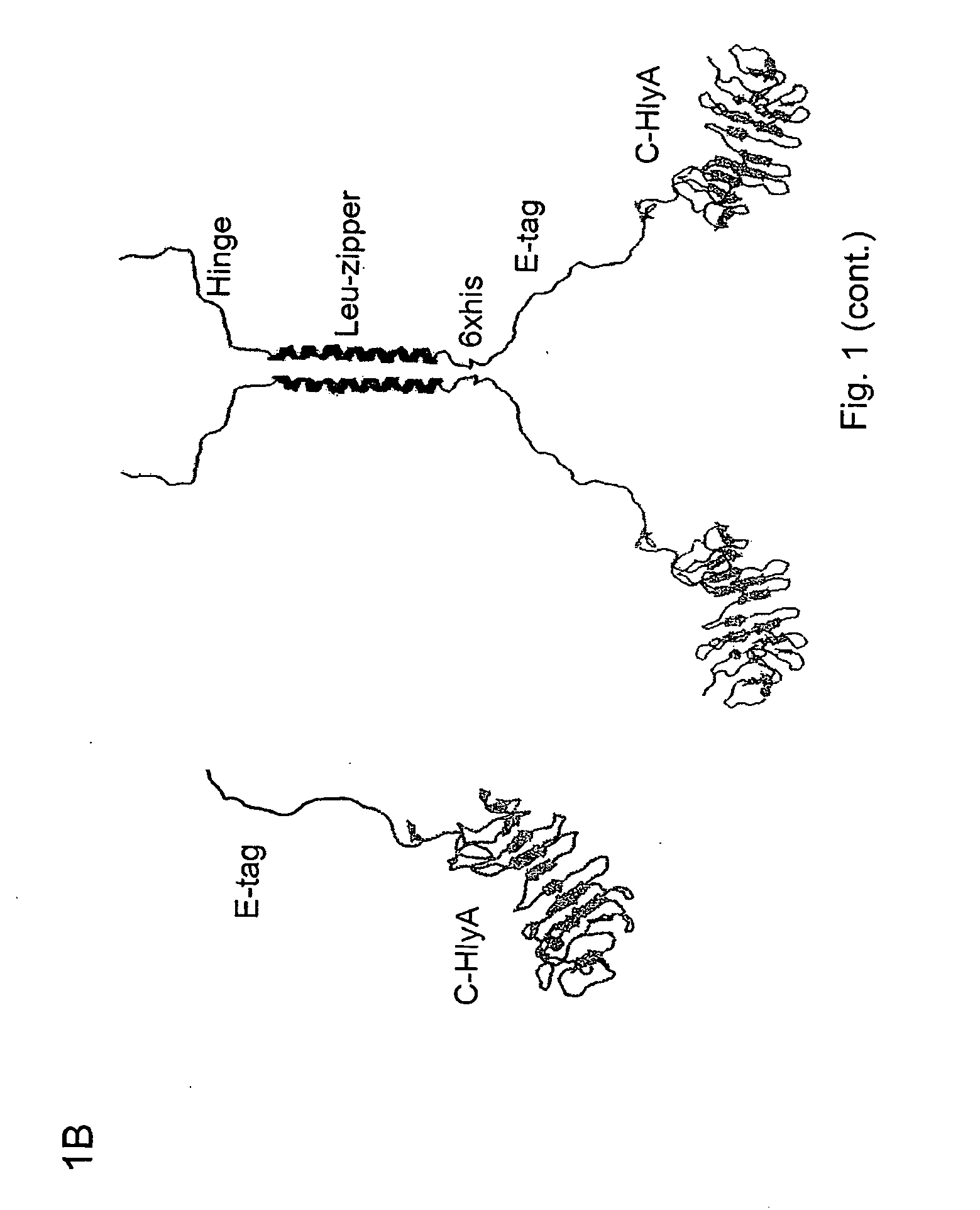 System For the Production of Dimeric Proteins Based on the Transport System of Hemolysin of Escherichia Coli