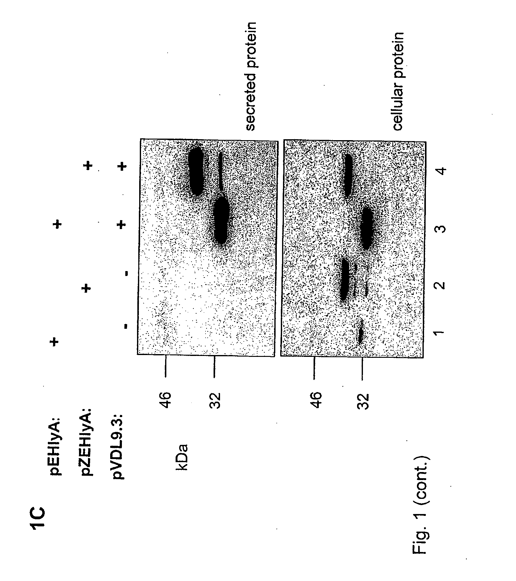 System For the Production of Dimeric Proteins Based on the Transport System of Hemolysin of Escherichia Coli