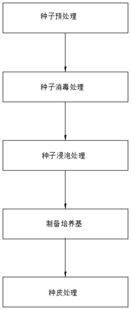 Treatment method for increasing germination rate of tilia miqueliana seeds