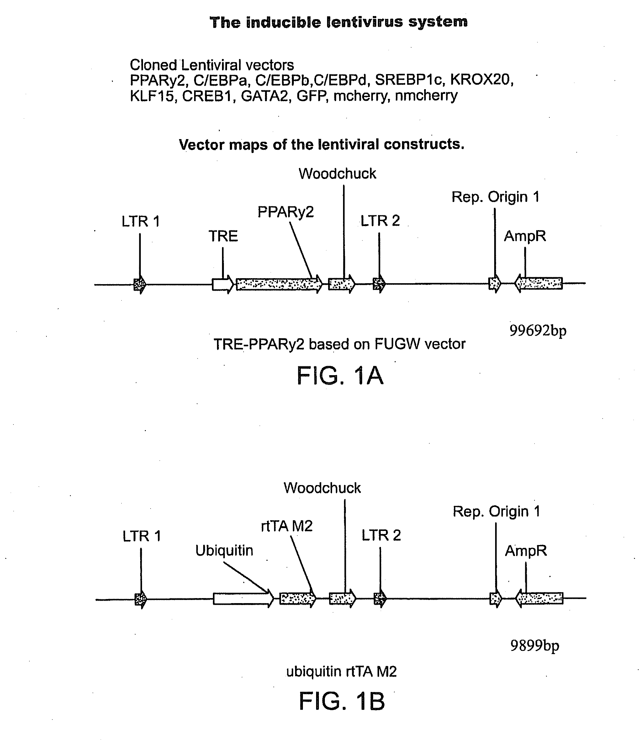 Compositions and methods of generating reprogrammed adipocyte cells and methods of use therefore