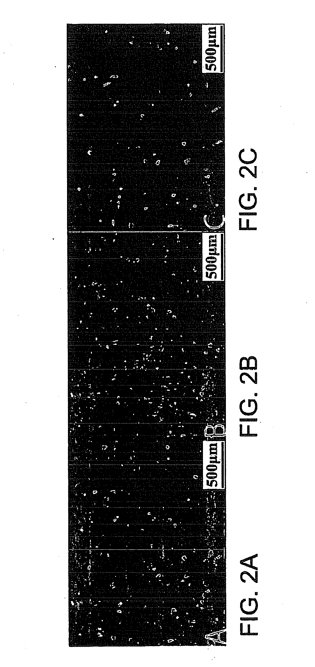 Compositions and methods of generating reprogrammed adipocyte cells and methods of use therefore