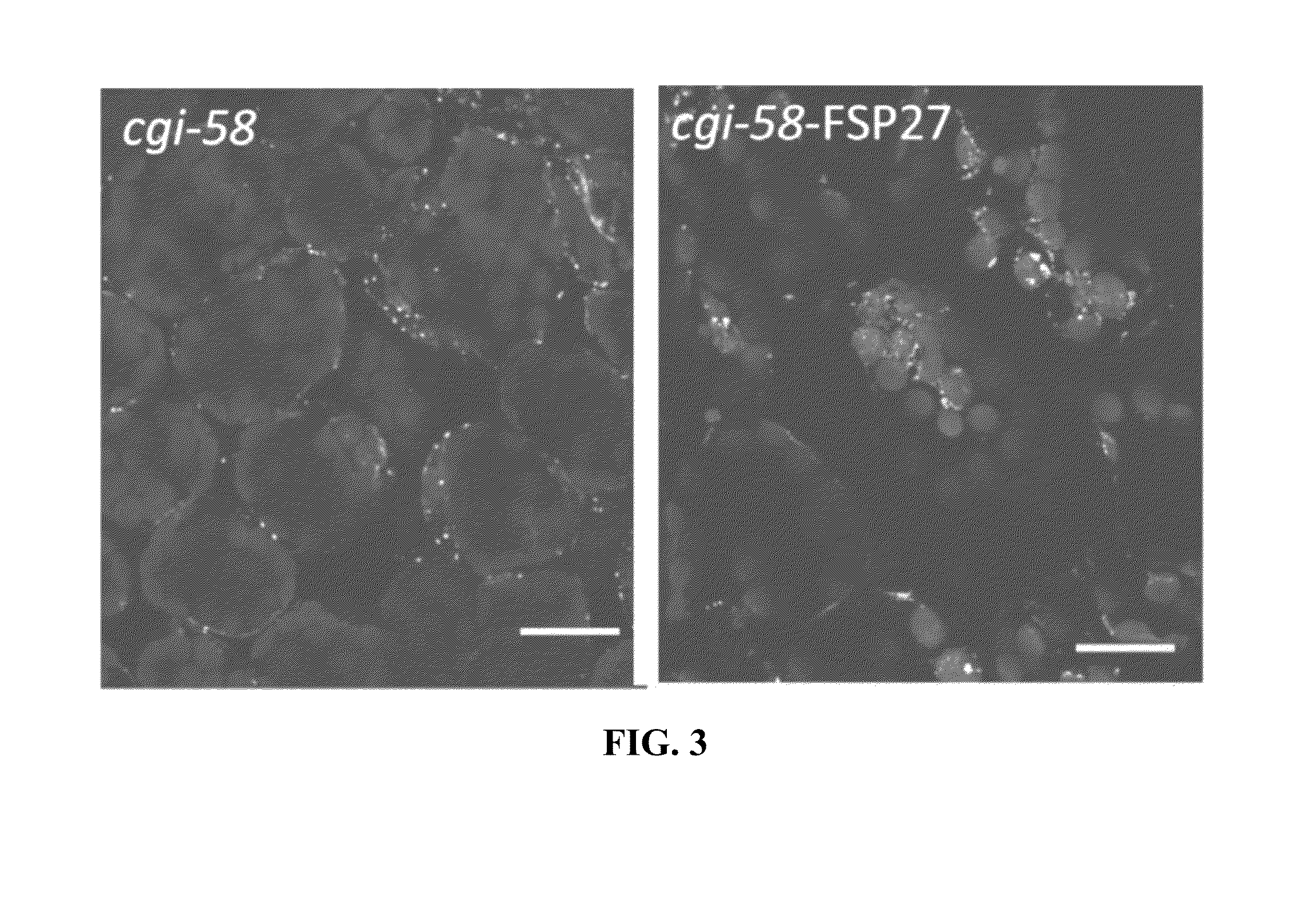 Methods for elevating fat/oil content in plants