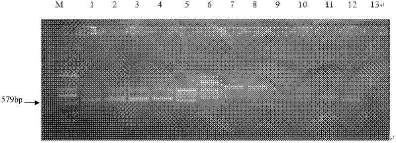 Specific sequence characterized amplified region (SCAR) marker and rapid polymerase chain reaction (PCR) detection method for Heterodera filipjevi