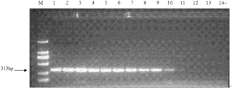 Specific sequence characterized amplified region (SCAR) marker and rapid polymerase chain reaction (PCR) detection method for Heterodera filipjevi