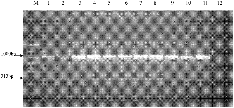 Specific sequence characterized amplified region (SCAR) marker and rapid polymerase chain reaction (PCR) detection method for Heterodera filipjevi