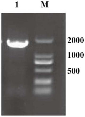 Cedar synthase Lc-CedS encoding gene and application thereof