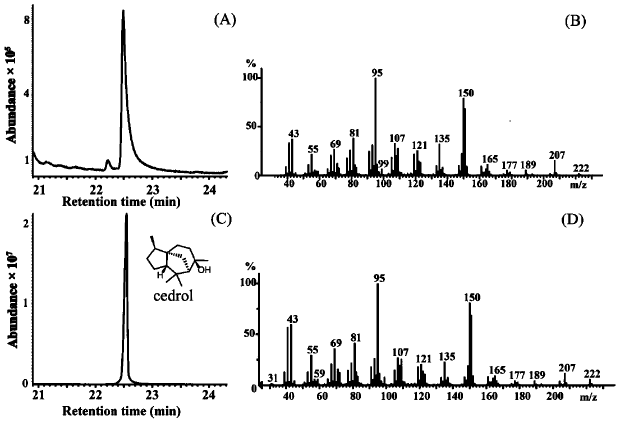 Cedar synthase Lc-CedS encoding gene and application thereof