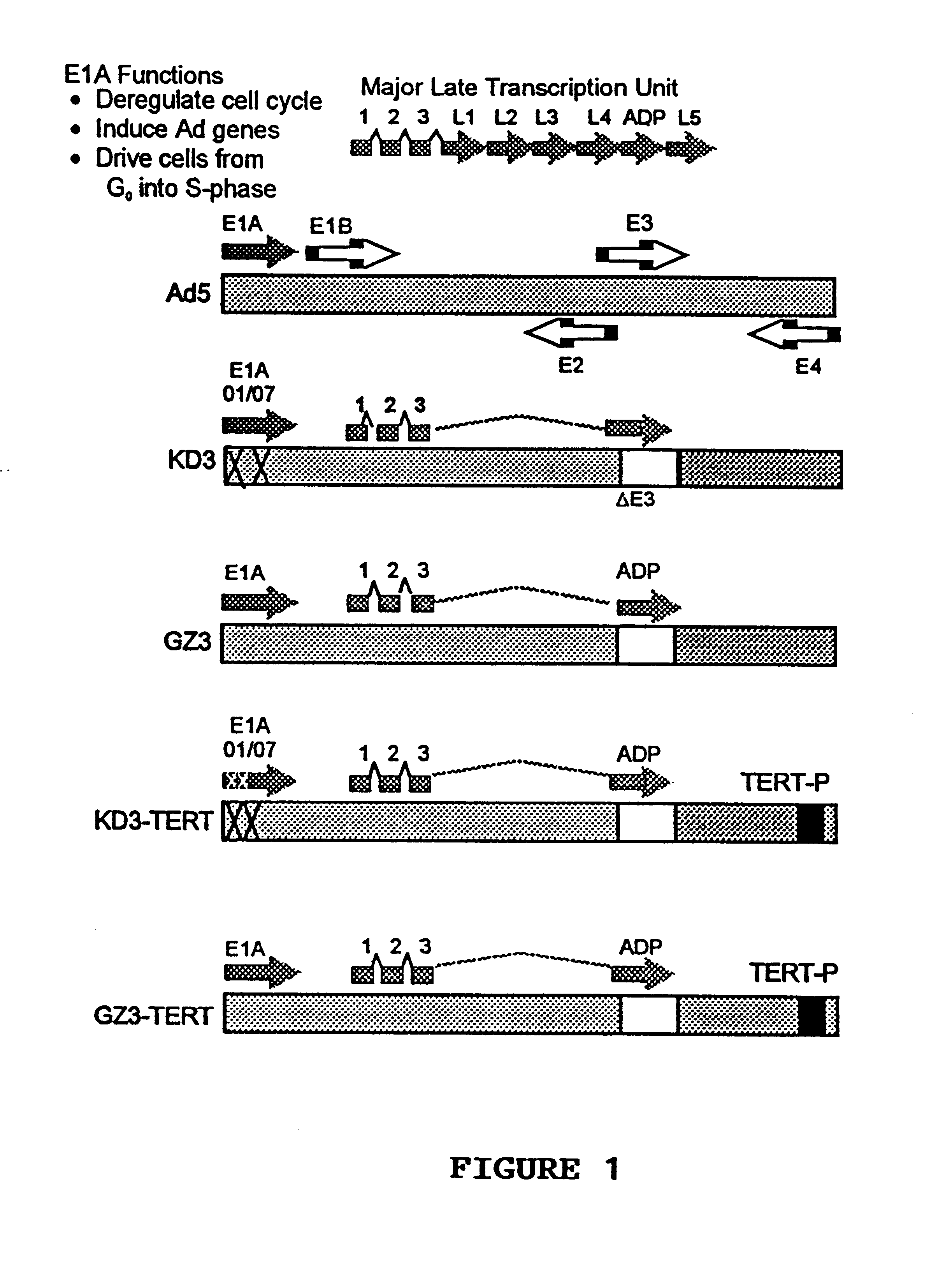 Recombinant adenovirus vectors that are replication-competent in tert-expressing cells