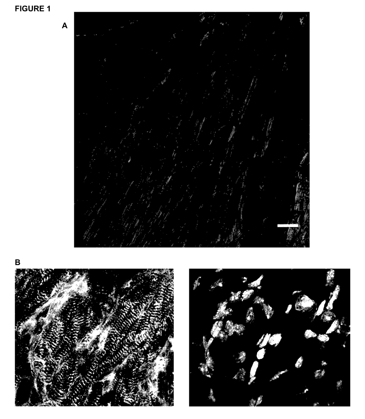 High-resolution three-dimensional imaging of mammalian hearts