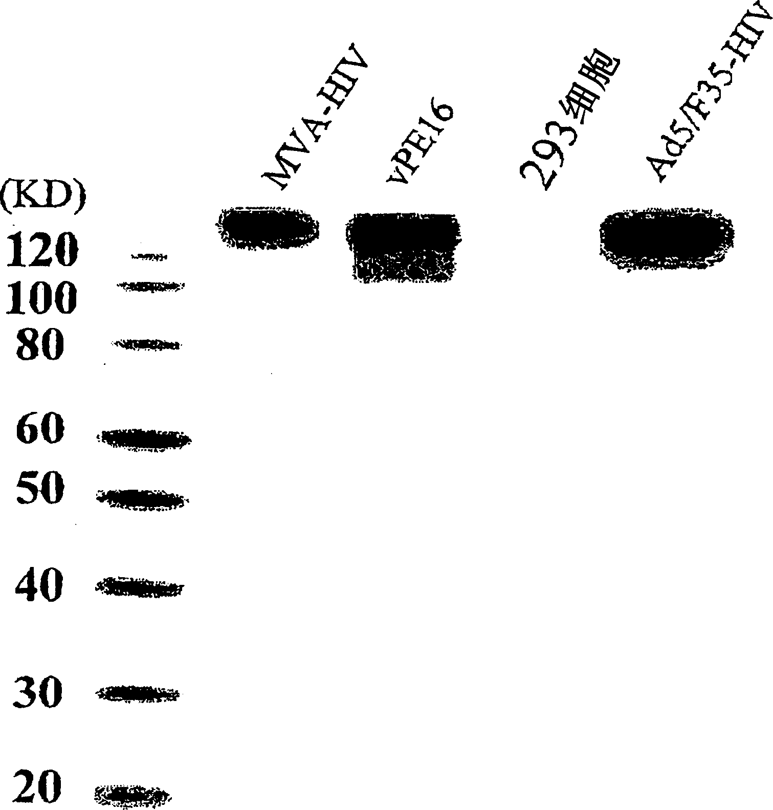 Chimeric type 5/type 11 or type 35 adenovirus vector for preventing infection with antihuman immunodeficiency virus