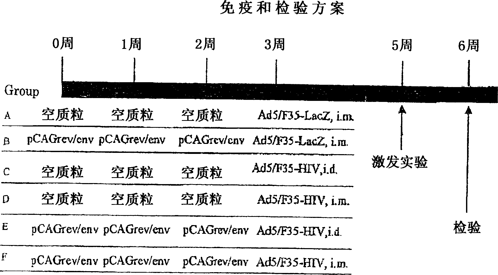 Chimeric type 5/type 11 or type 35 adenovirus vector for preventing infection with antihuman immunodeficiency virus