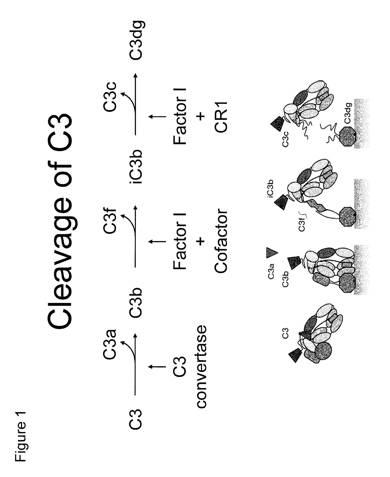 Antibodies to the C3d fragment of complement component 3