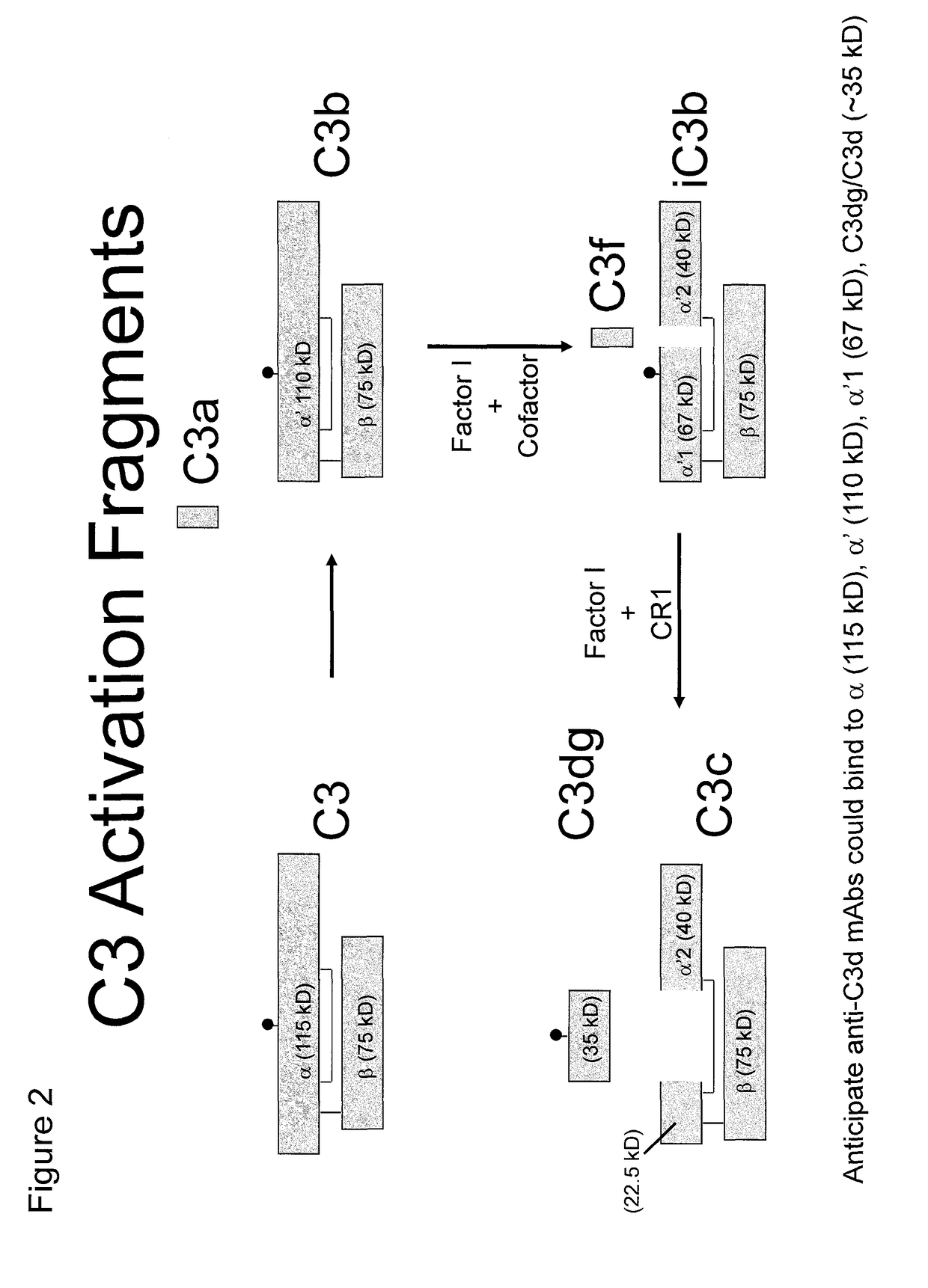 Antibodies to the C3d fragment of complement component 3