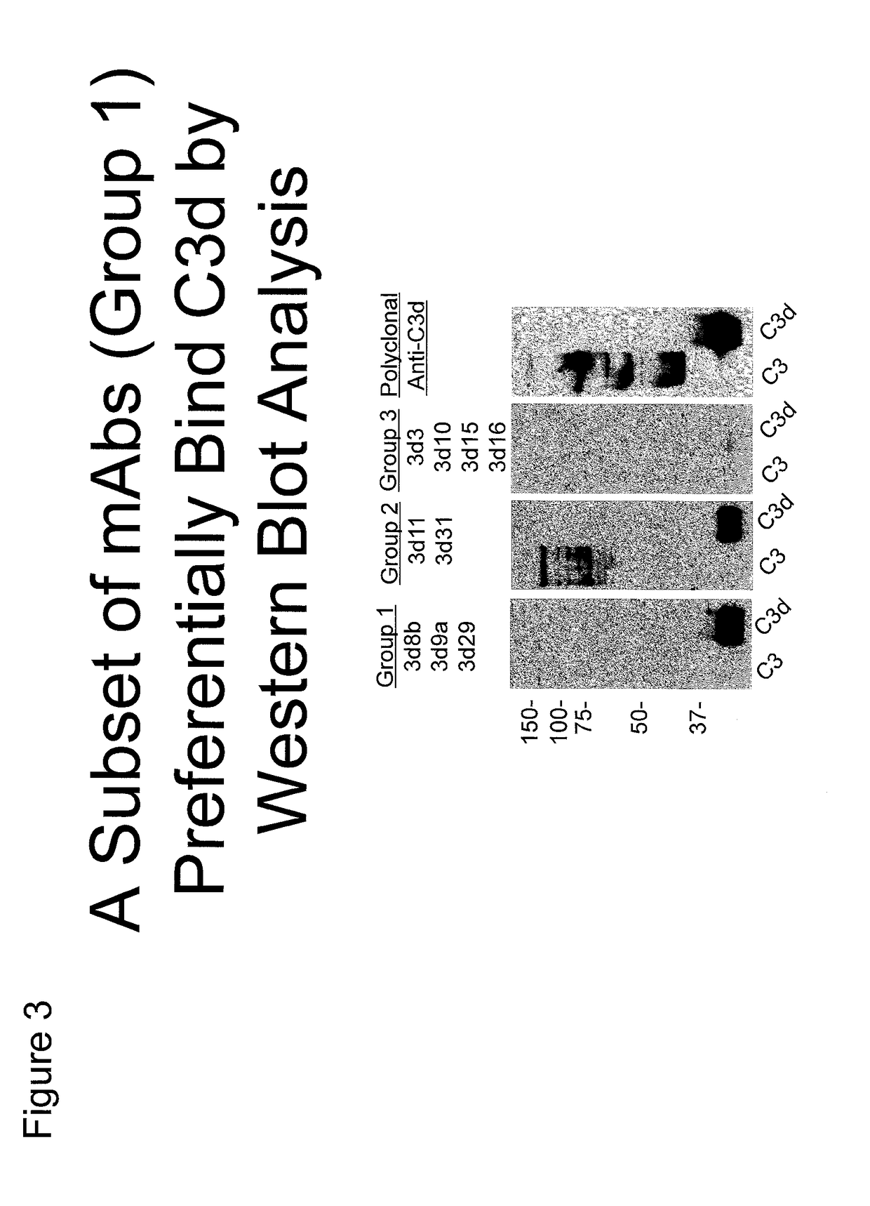 Antibodies to the C3d fragment of complement component 3