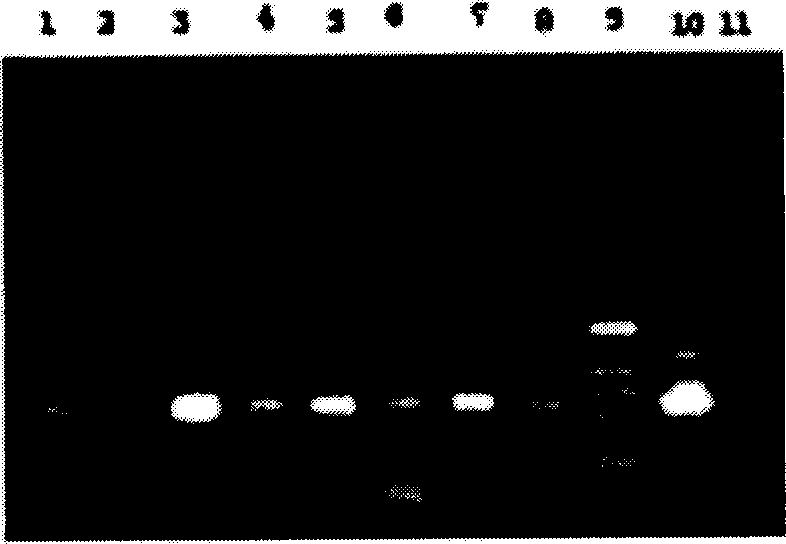 Rice cell cycle protein dependent kinase inhibitor gene