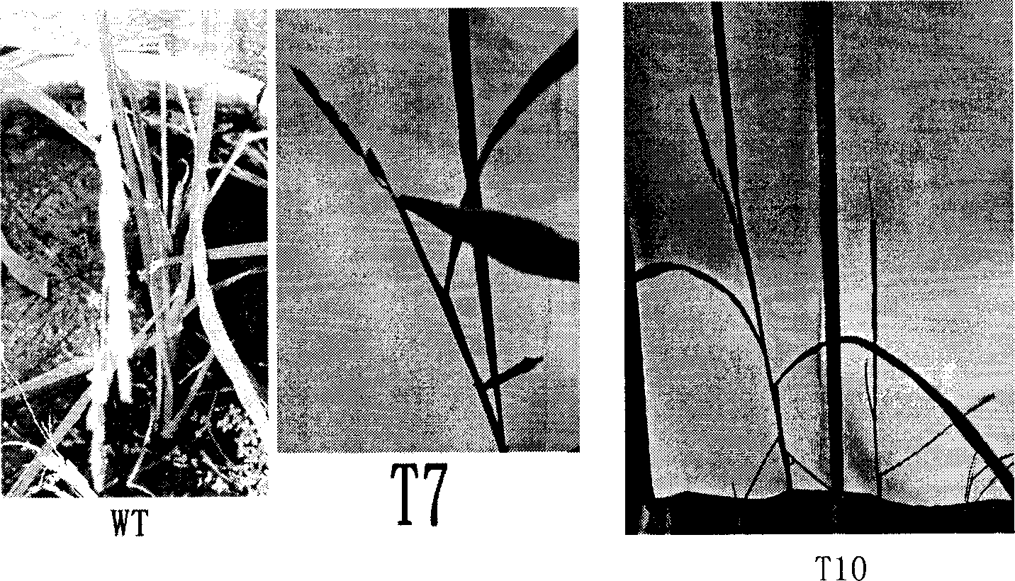 Rice cell cycle protein dependent kinase inhibitor gene