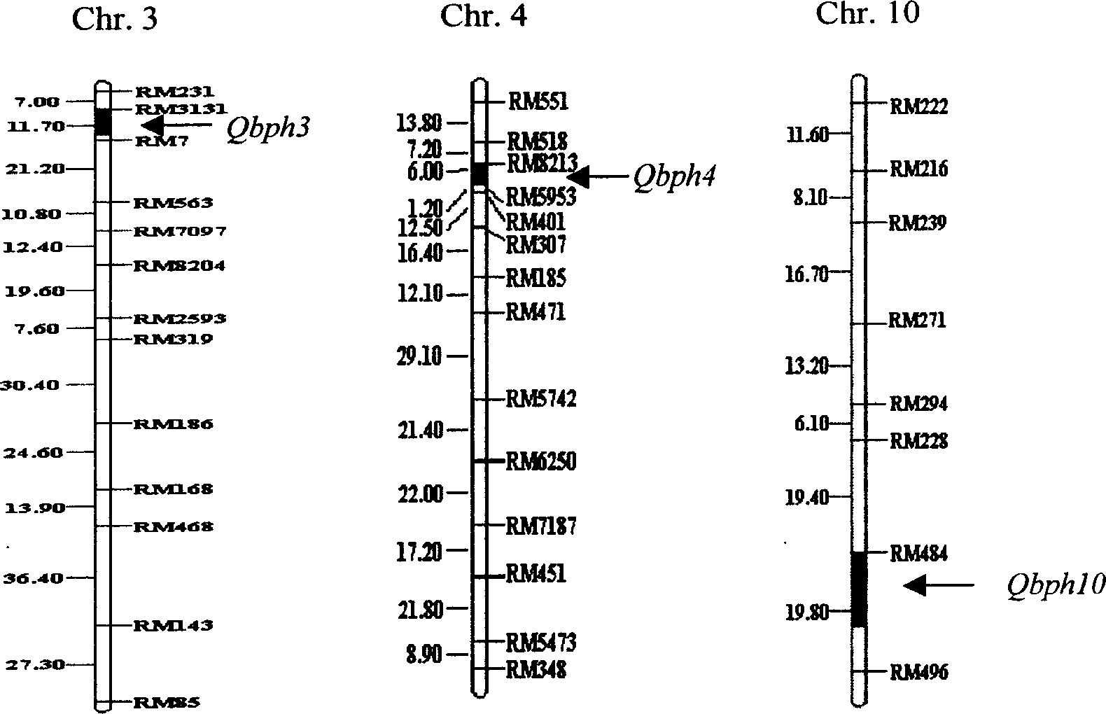 Molecular mark method for rice variety anti-brownspot gene site