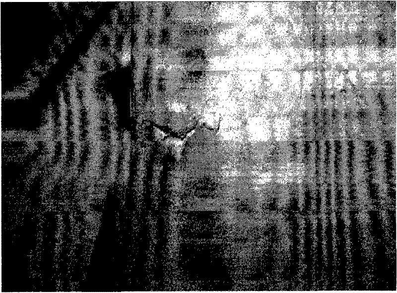 Method for eliminating edge fault of aluminium killed steel with low manganese-sulfur ratio and low carbon