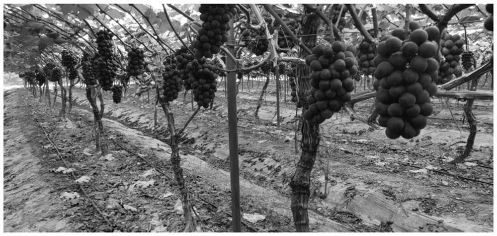 Grape cultivation method