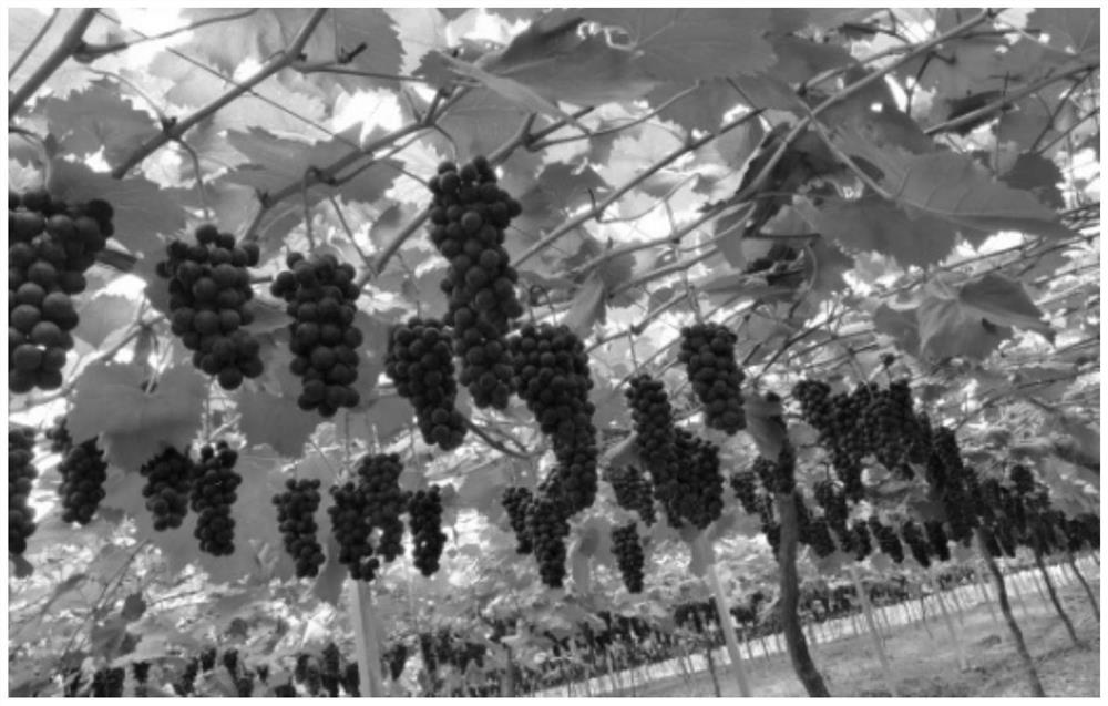 Grape cultivation method