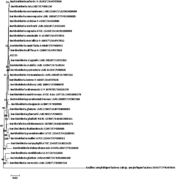 Application of Burkholderia pyrrole and method for degrading naphthalene