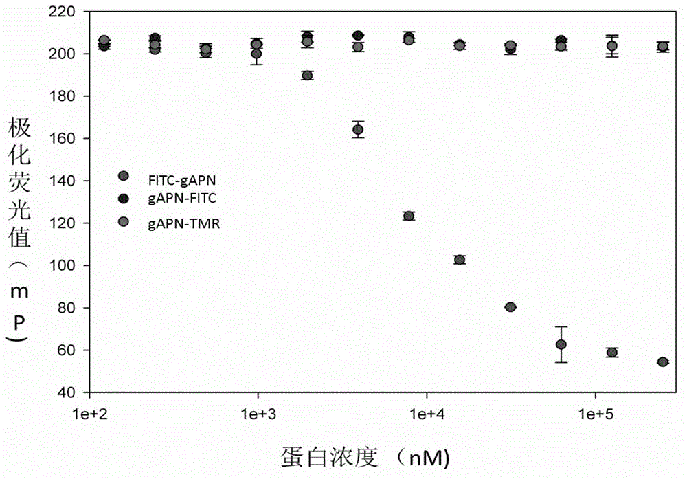 Adiponectin receptor ligand screening method and adiponectin receptor agonist screening method