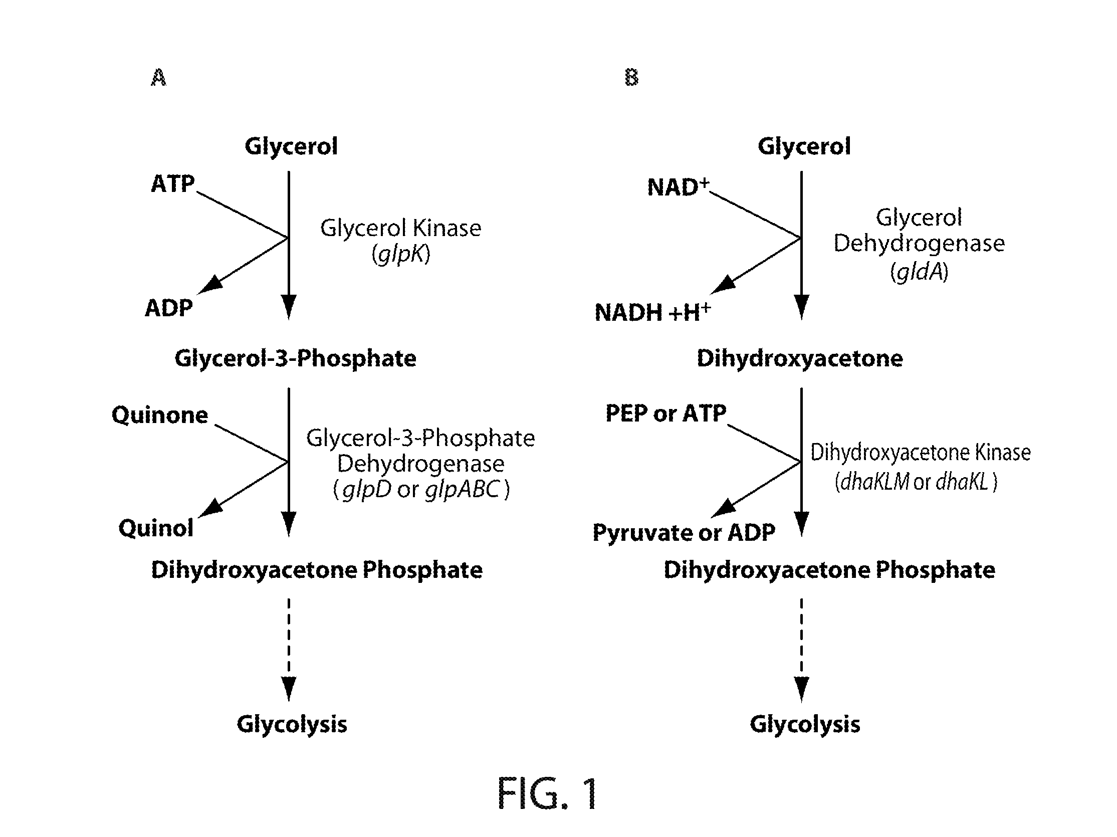 Microorganisms and processes for the conversion of glycerol to isoprene