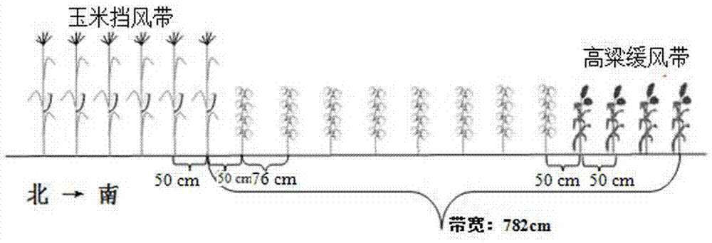 Yellow River delta heavy chloride saline soil maize-cotton-sorghum intercropping efficient planting manner