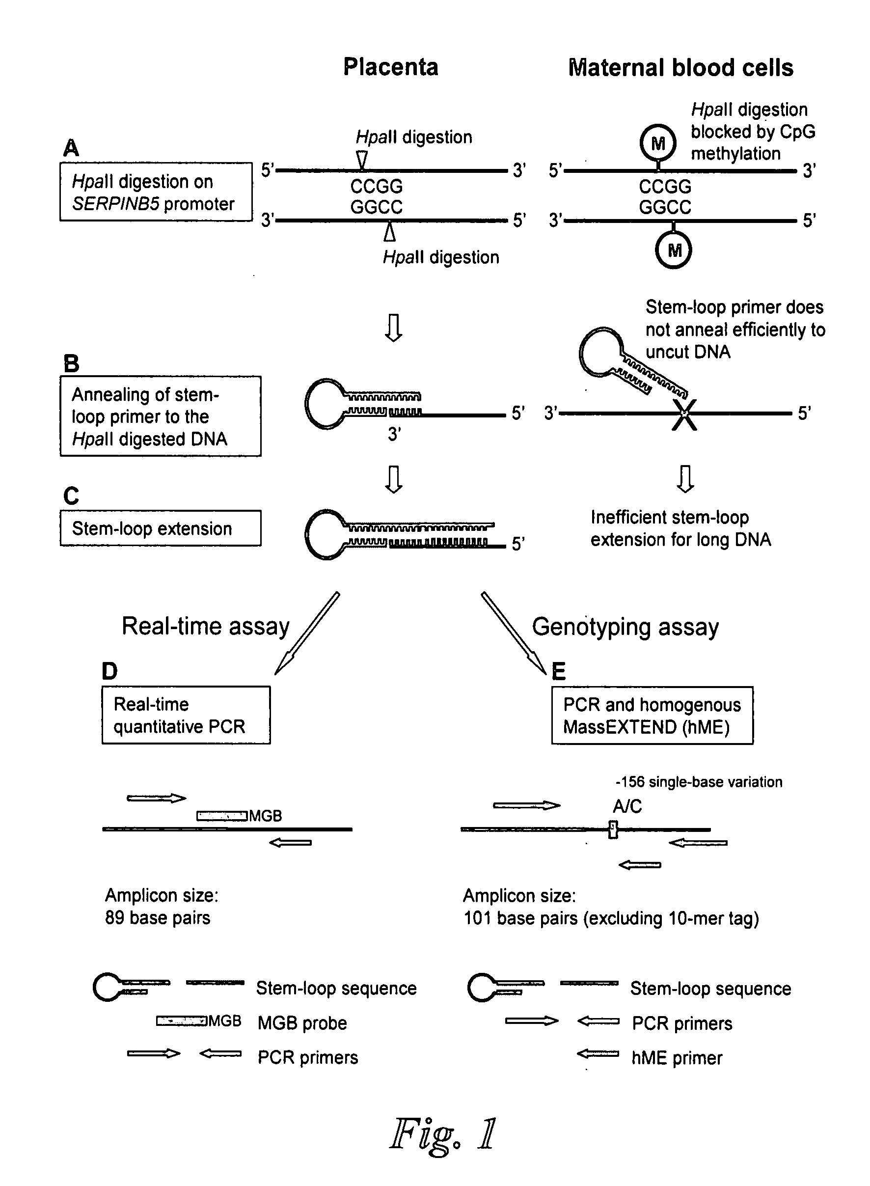 Methods and kits for selectively amplifying, detecting or quantifying target DNA with specific end sequences