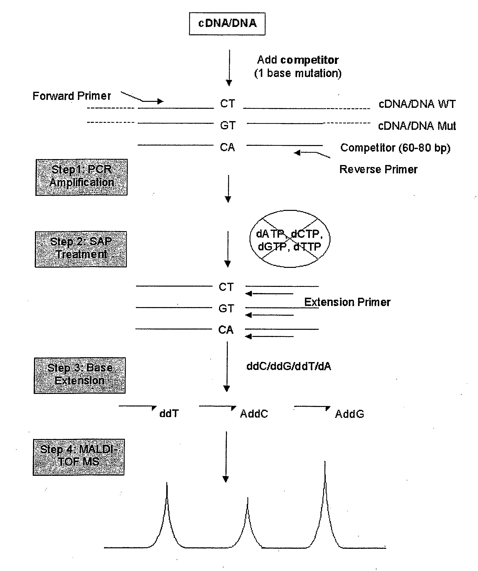 Method for Detecting and Quantifying Rare Mutations/Polymorphisms