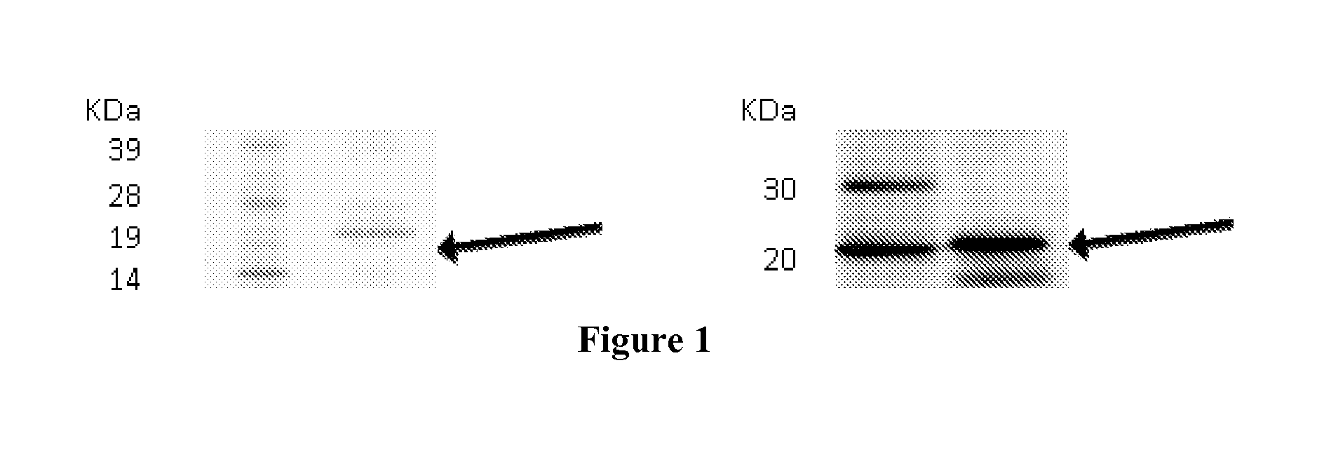 Lung Tumor Markers and Methods of Use Thereof